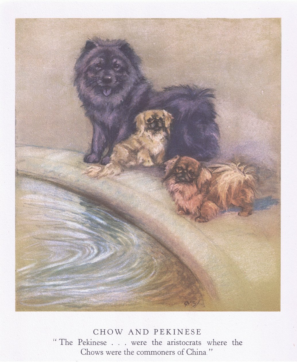 Chow i pekińczyk (kolorowa litografia) autorstwa George Vernon Stokes