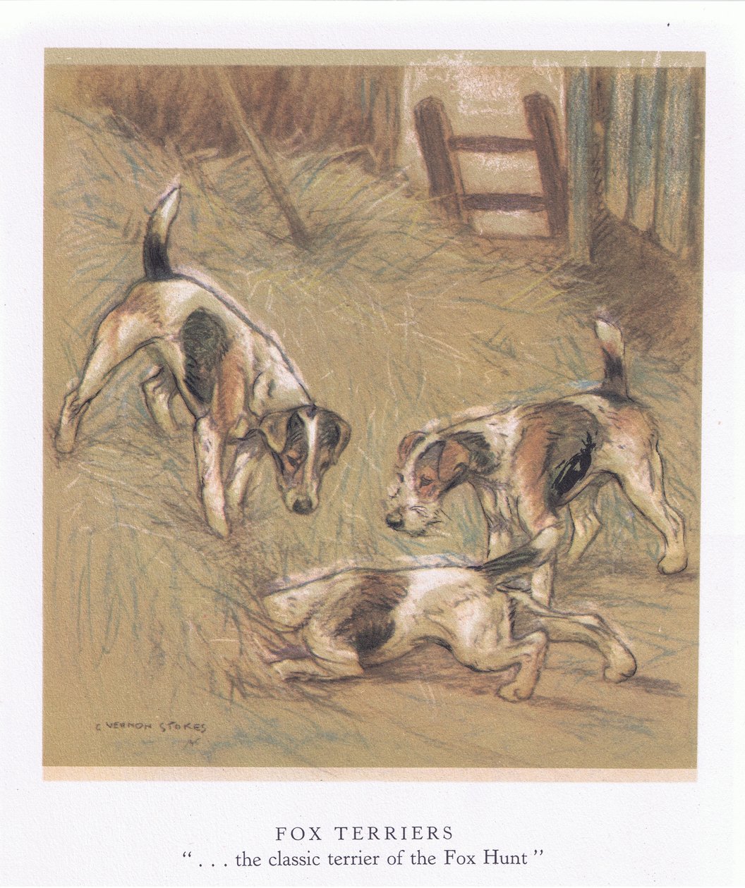 Fox Terriery (kolorowa litografia) autorstwa George Vernon Stokes