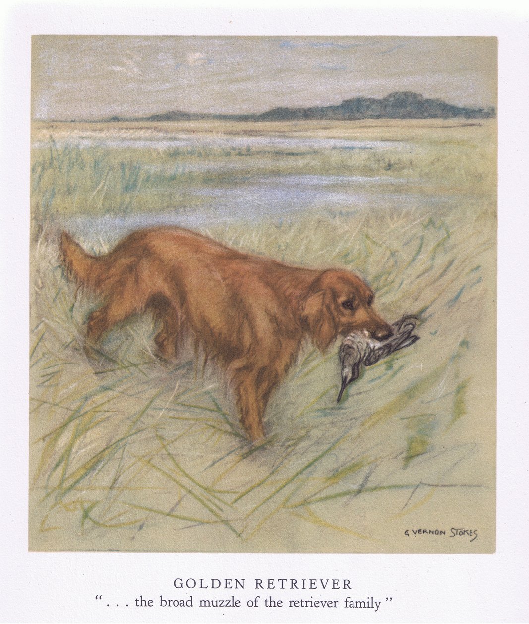 Golden Retriever (kolorowa litografia) autorstwa George Vernon Stokes