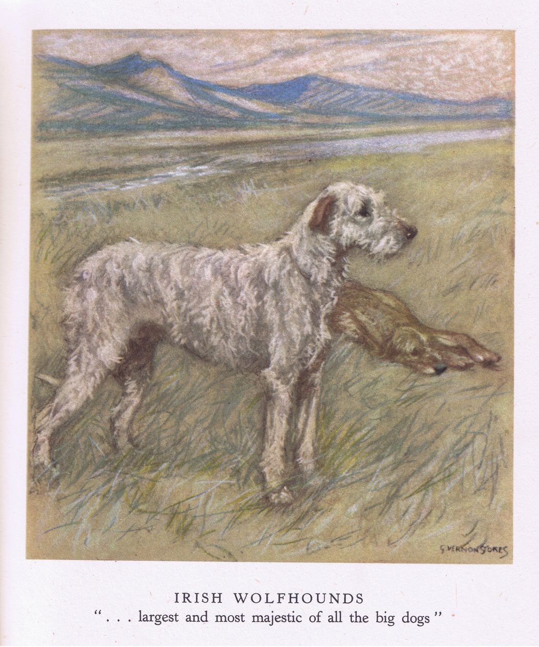Wilczarze irlandzkie (kolorowa litografia) autorstwa George Vernon Stokes