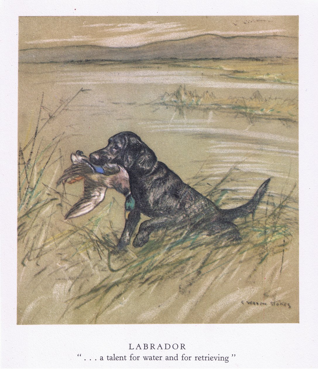 Labrador (litografia kolorowa) autorstwa George Vernon Stokes