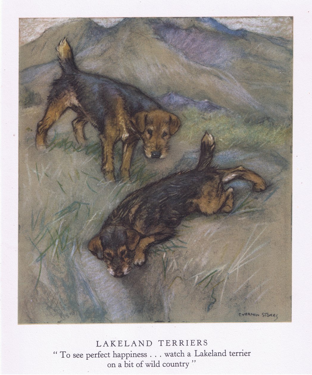 Lakeland Terriery (litografia kolorowa) autorstwa George Vernon Stokes