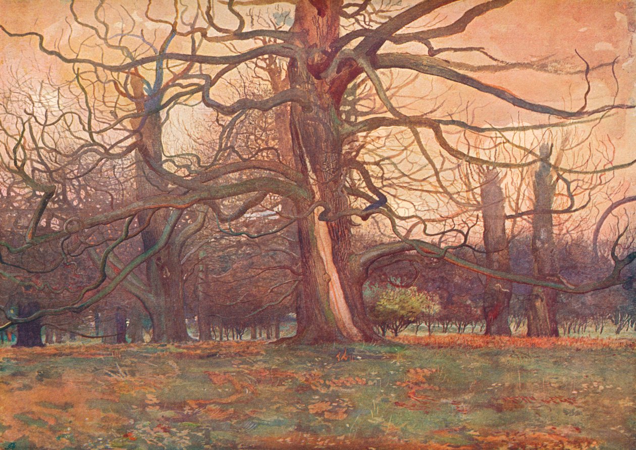 „Studium dębu”, c1878 1903-1904 autorstwa George Wilson