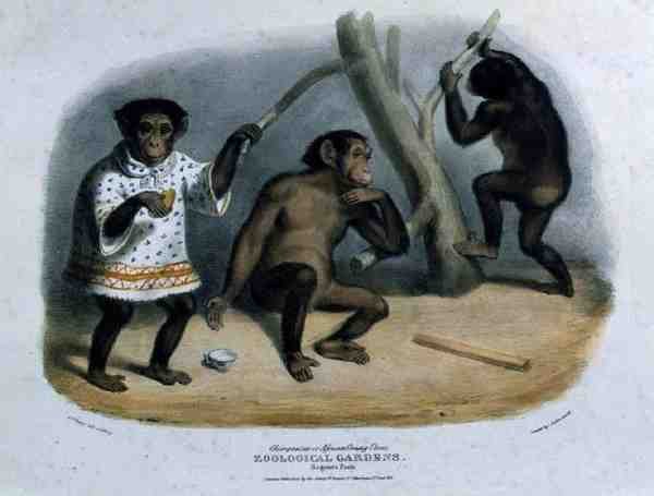 Szympans lub afrykański orangutan w Ogrodach Zoologicznych, Regent