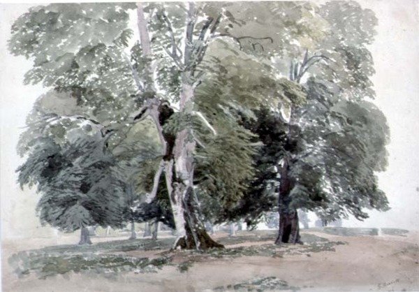 Studium Drzew (wc na papierze) autorstwa George the Younger Barret
