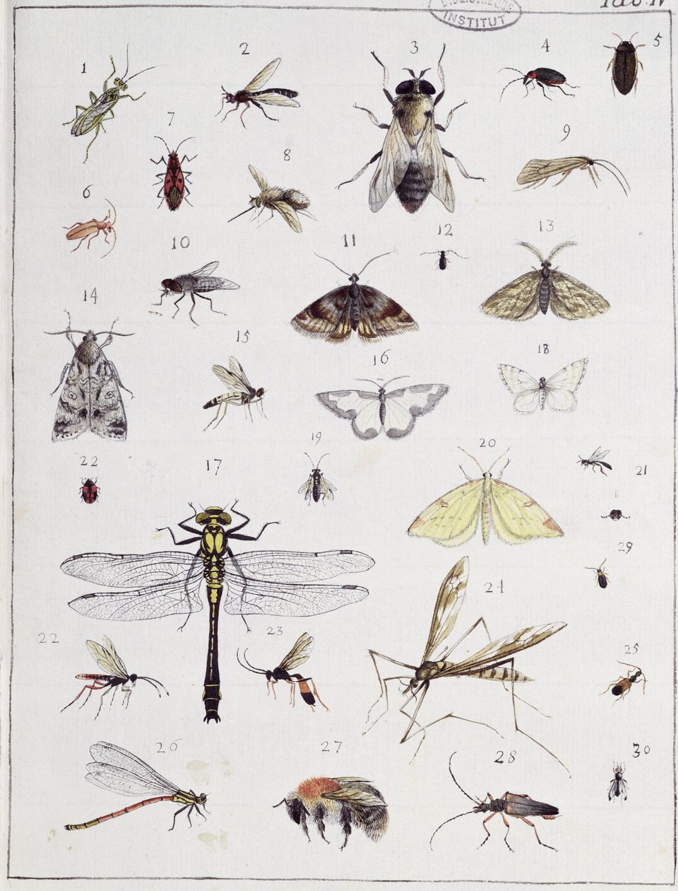 Różne owady, tabliczka IV z "Diarium Zoologicum", 1787 (pióro i atrament i toaleta na papierze) autorstwa Georges Cuvier