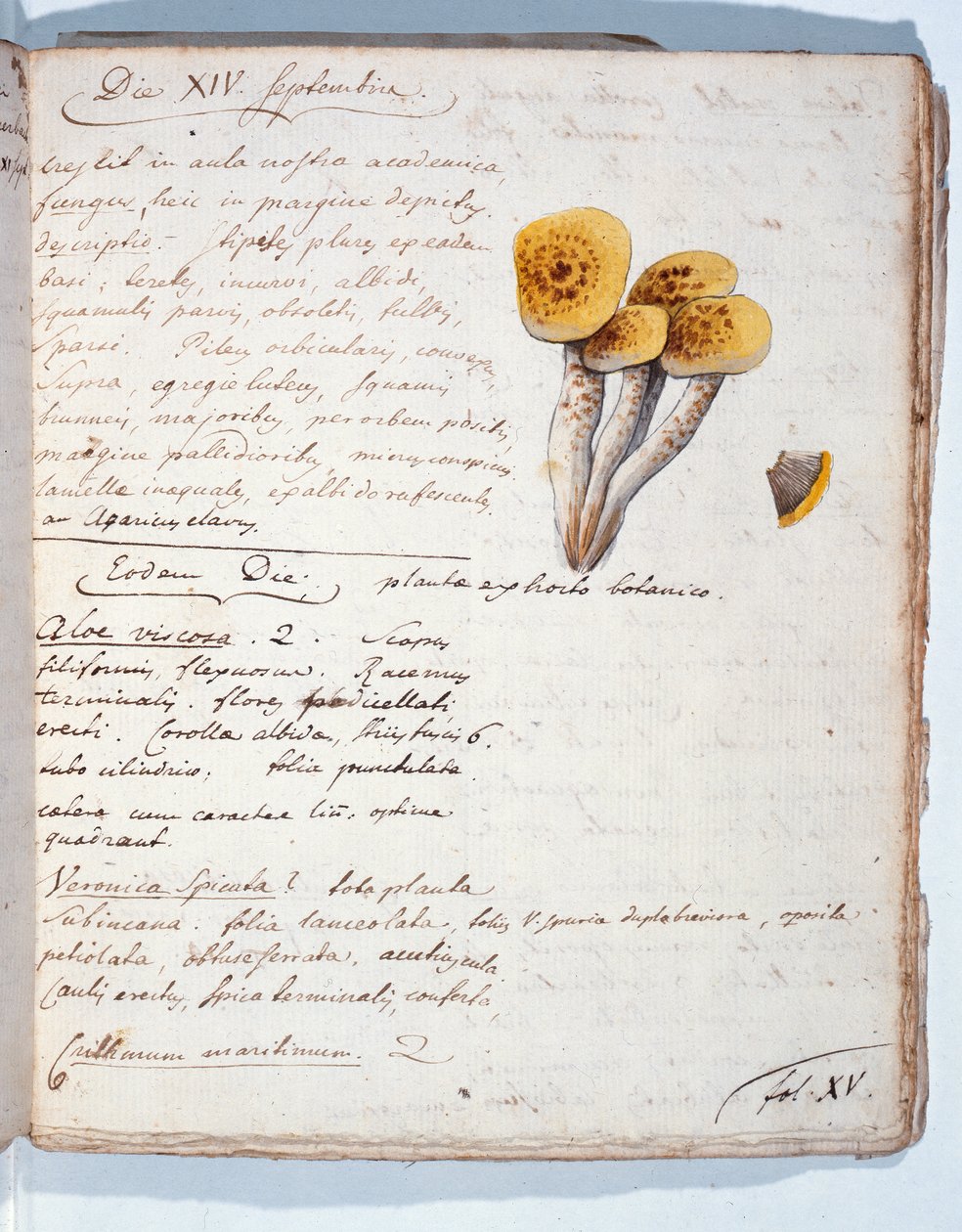 Ilustracja gatunku grzyba, z "Diarium Botanicum", 1786 (pióro, tusz i wc na papierze) autorstwa Georges Cuvier