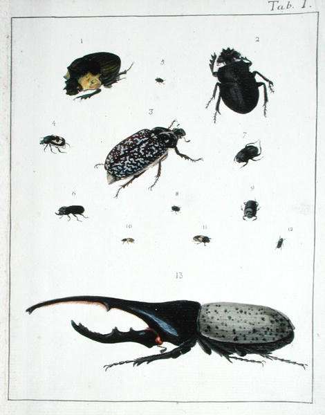 Różne chrząszcze, tablica I z "Diarium Zoologicum". autorstwa Georges Cuvier
