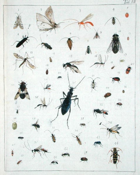 Różne owady, płyta VII z 