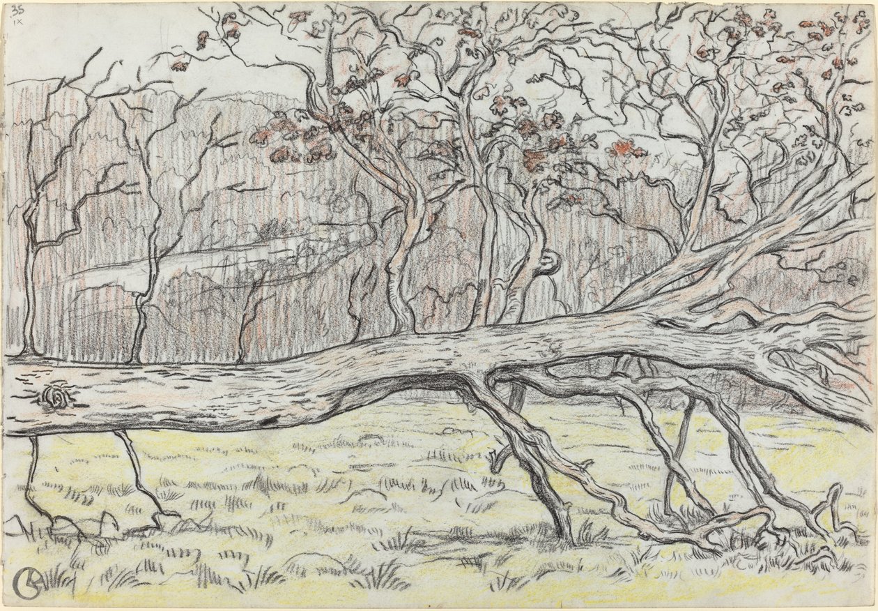 Ścięte drzewo, Normandia autorstwa Georges Lacombe