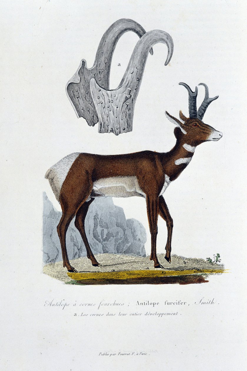Tablica Historii Naturalnej: Tablica zoologiczna przedstawiająca Antylopę Spanked; Antylopa Furcifer, Smith. a. Rogi w całym ich rozwoju - w „Dziełach kompletnych Buffona”” autorstwa przyrodnika Georgesa Louisa Leclerca, hrabiego Buffon (1707 - 1788). Graw autorstwa Georges Louis Leclerc