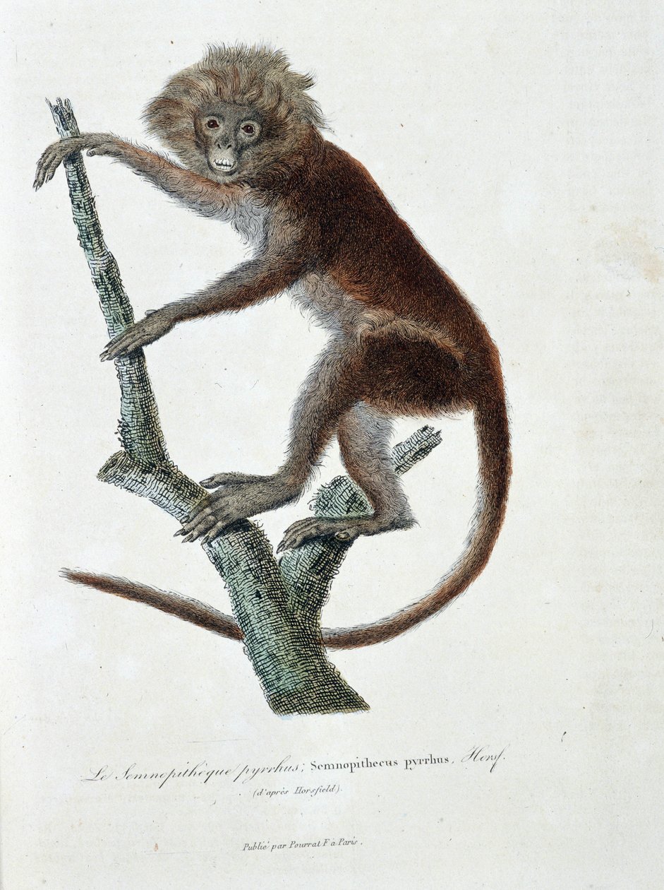 Tablica historii naturalnej: Tabliczka zoologiczna przedstawiająca pyrrus Semnopitheque; Semnopithecus pyrrhus (z Horsfield) - w „Całkowicie dzieła Buffona” autorstwa przyrodnika Georgesa Louisa Leclerca, hrabiego Buffona (1707 - 1788). Rycina z 1837 roku. autorstwa Georges Louis Leclerc