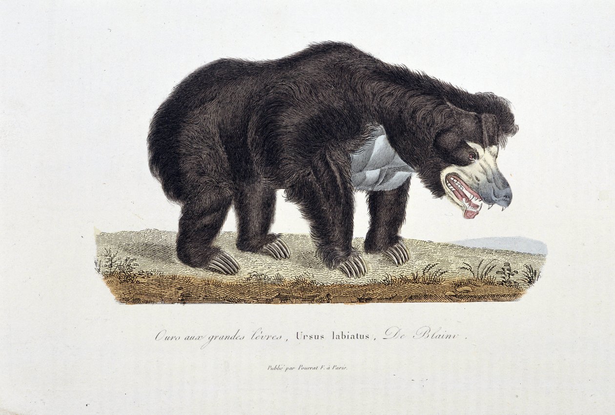 Talerz historii naturalnej: Talerz zoologiczny przedstawiający Niedźwiedzia z Wielkimi Wargami, Ursus labiatus, De Blaini - w „Dokończeniach Buffona”” autorstwa przyrodnika Georgesa Louisa Leclerca, hrabiego Buffon (1707 - 1788). Rycina z 1837 roku. autorstwa Georges Louis Leclerc