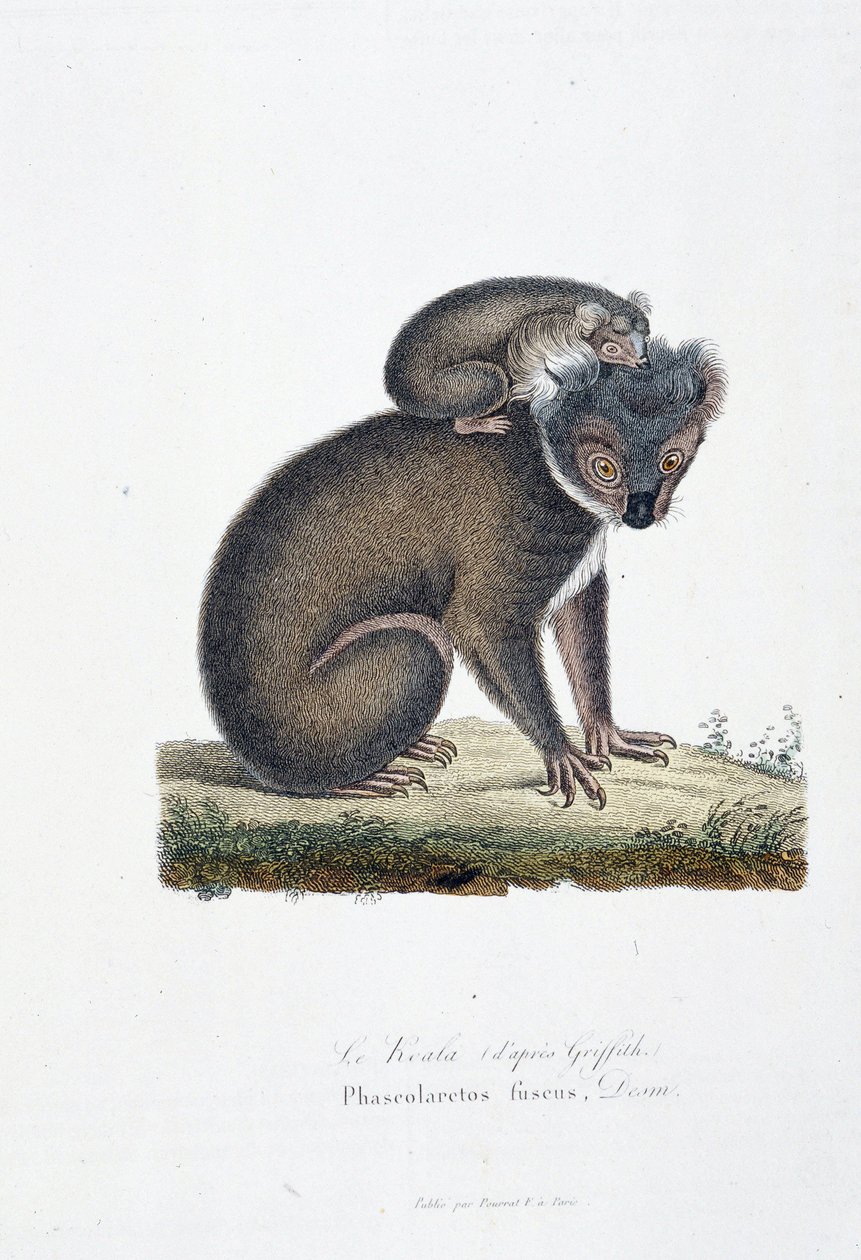 Tablica historii naturalnej: Tablica zoologiczna przedstawiająca Koalę (po Griffith), Phascolarctos Fuscus - w „Complets of Buffon”” autorstwa przyrodnika Georgesa Louisa Leclerca, hrabiego Buffon (1707 - 1788). Rycina z 1837 roku. autorstwa Georges Louis Leclerc