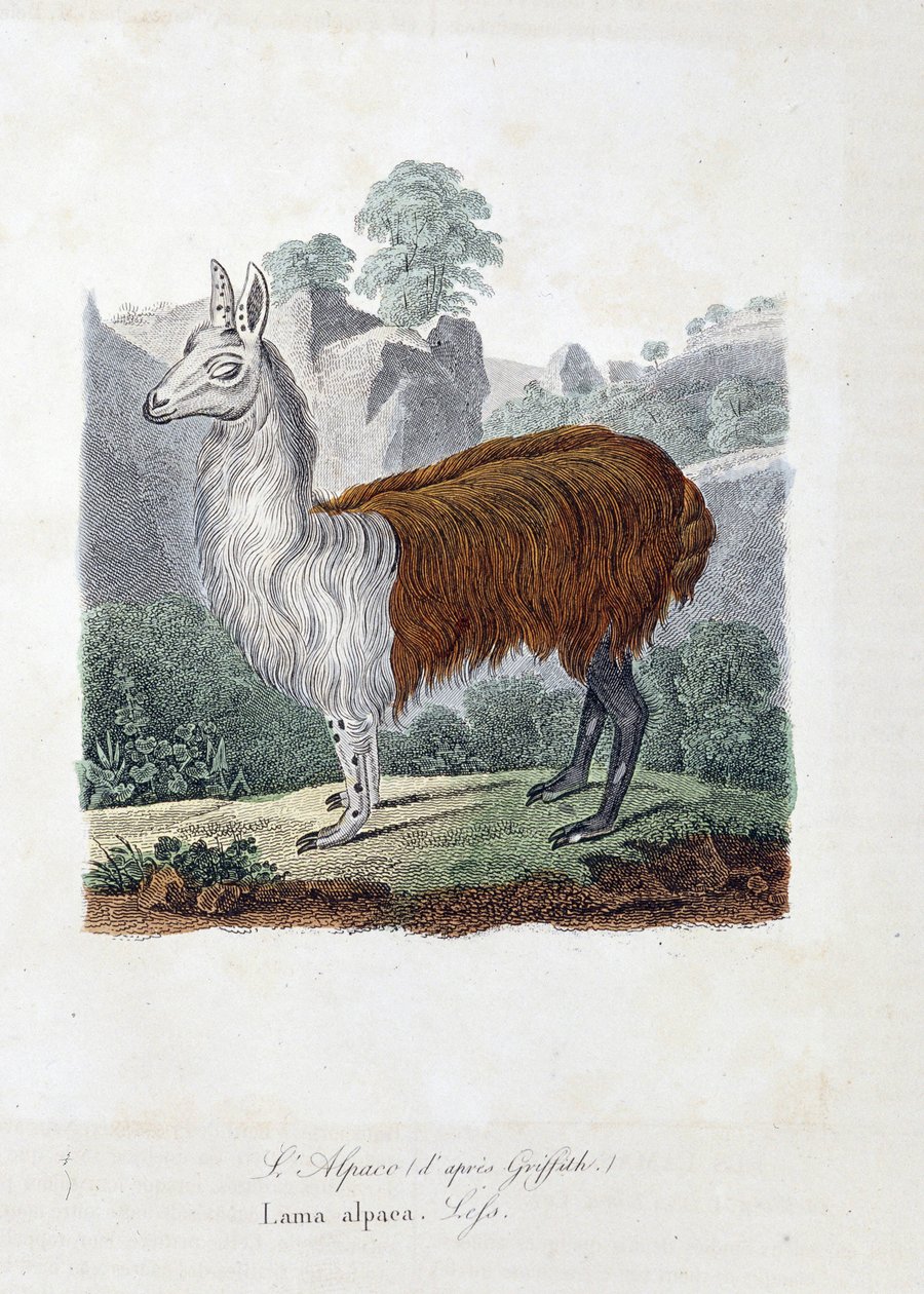 Tablica historii naturalnej: Tablica zoologiczna przedstawiająca L