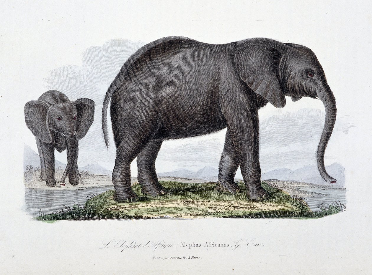 Tablica historii naturalnej: tablica zoologiczna przedstawiająca słonia afrykańskiego; Elephas Africanus - w „Complets of Buffon”” autorstwa przyrodnika Georgesa Louisa Leclerca, hrabiego Buffon (1707 - 1788). Rycina z 1837 roku. autorstwa Georges Louis Leclerc