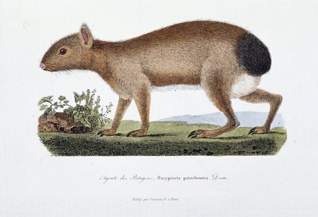 Tablica historii naturalnej: Tablica zoologiczna przedstawiająca Agouti des Patagons, Dasyprocta patachonica - w „Całkowicie dzieła Buffona” autorstwa przyrodnika Georgesa Louisa Leclerca, hrabiego Buffon (1707 - 1788). Grawerunek z 1837 roku. autorstwa Georges Louis Leclerc