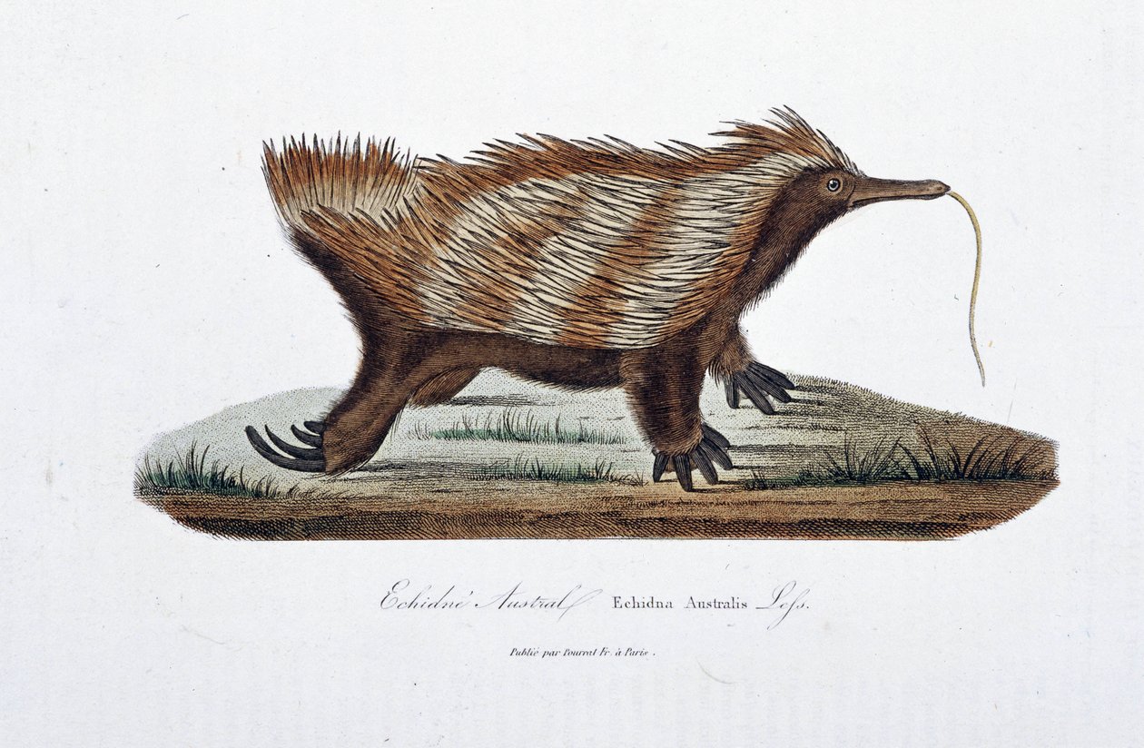 Tablica historii naturalnej: Tablica zoologiczna przedstawiająca Echidne Australis (Echidna Australis) – w „Dziełach kompletnych Buffona” autorstwa przyrodnika Georgesa Louisa Leclerca, hrabiego Buffon (1707 - 1788). Rycina z 1837 roku. autorstwa Georges Louis Leclerc