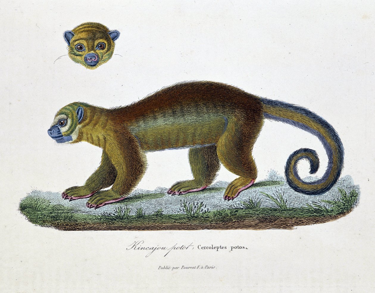 Tablica historii naturalnej: Tablica zoologiczna przedstawiająca Kincajou Potot, Cercoleptes potos – w „Dziełach kompletnych Buffona”” autorstwa przyrodnika Georgesa Louisa Leclerca, hrabiego Buffon (1707 - 1788). Grawerunek z 1837 roku. autorstwa Georges Louis Leclerc