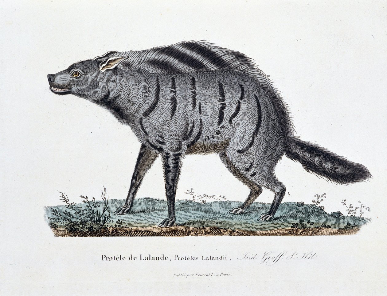 Tablica historii naturalnej: Tablica zoologiczna przedstawiająca Protele de Lalande, Proteles Lalandii - w „Całkowicie dzieła Buffona” autorstwa przyrodnika Georgesa Louisa Leclerca, hrabiego Buffon (1707 - 1788). Rycina z 1837 roku. autorstwa Georges Louis Leclerc