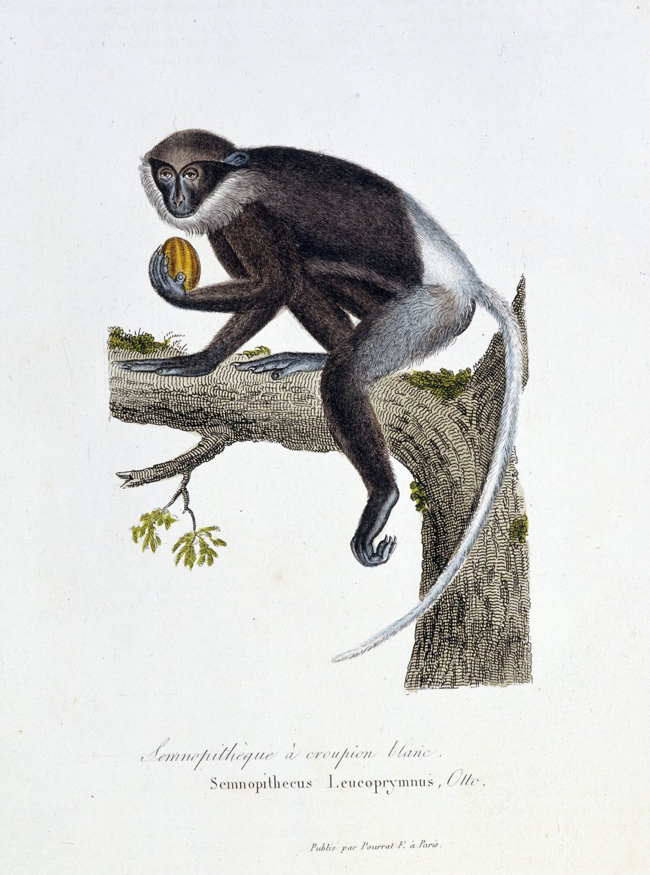 Tablica historii naturalnej: Tablica zoologiczna przedstawiająca Semnopitheque White Rump, Semnopithecus Leucoprymnus, Otto - in „Complets of Buffon”” autorstwa przyrodnika Georgesa Louisa Leclerca, hrabiego Buffon (1707 - 1788). Rycina z 1837 roku. autorstwa Georges Louis Leclerc