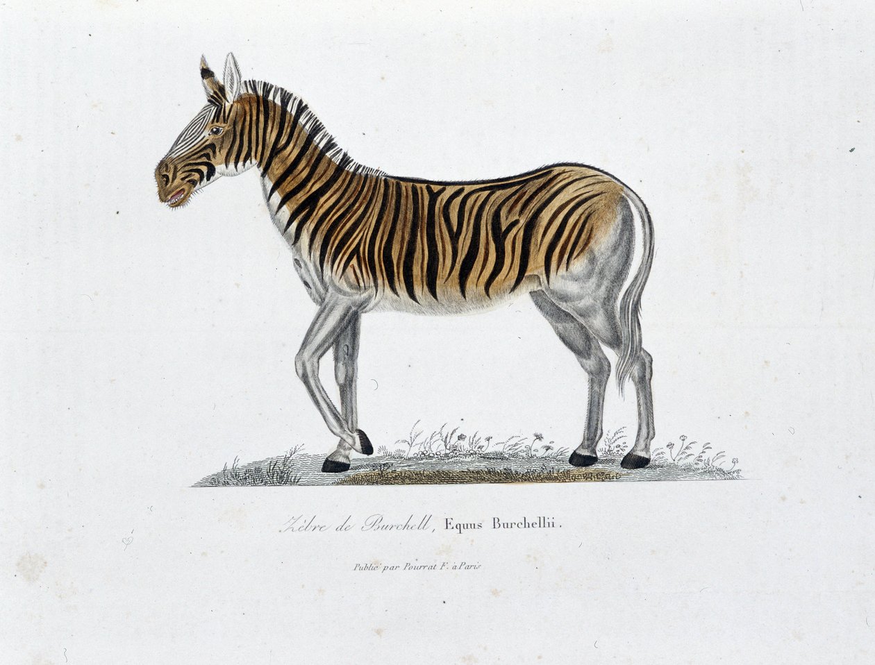 Tablica historii naturalnej: Tablica zoologiczna przedstawiająca Zebre z Burchell, Equus Burchellii - w „Całkowicie Dzieła Buffona” autorstwa przyrodnika Georgesa Louisa Leclerca, hrabiego Buffon (1707 - 1788). Grawerunek z 1837 roku. autorstwa Georges Louis Leclerc