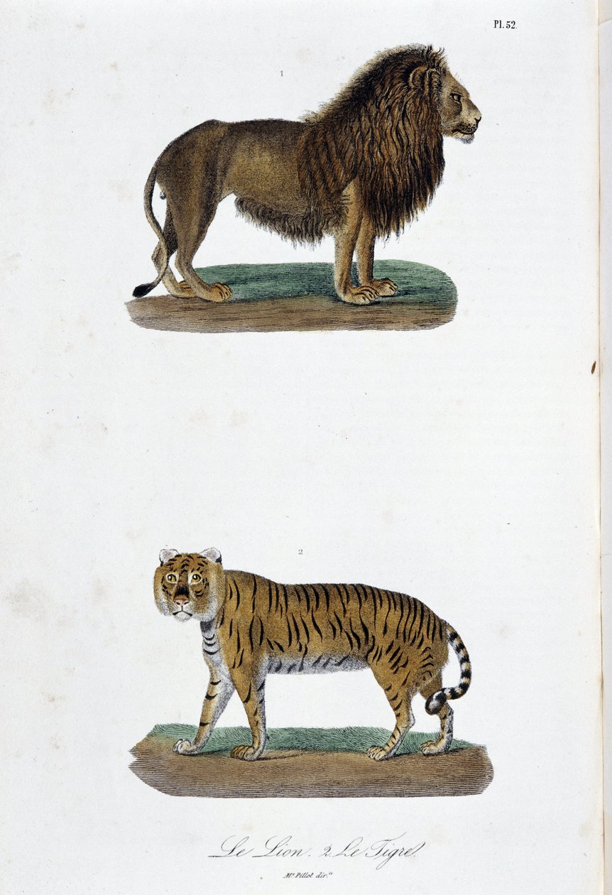 Tablica historii naturalnej: Tablica zoologiczna przedstawiająca lwa i tygrysa – w „Dokończeniach Buffona”” autorstwa przyrodnika Georgesa Louisa Leclerca, hrabiego Buffon (1707 - 1788). Grawerunek z 1837 roku. autorstwa Georges Louis Leclerc