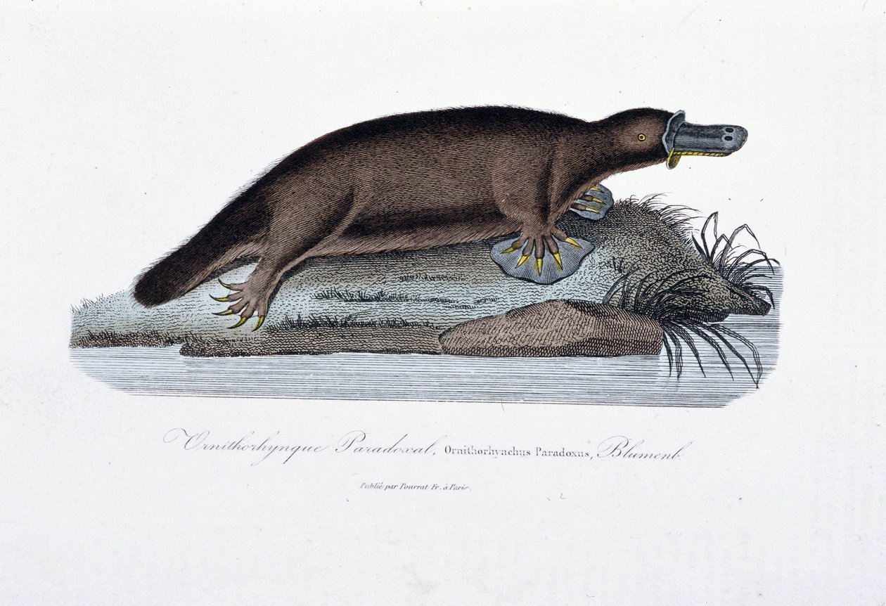 Tablica historii naturalnej: Tablica zoologiczna przedstawiająca paradoksal ornithorync (Ornithorhynchus Paradoxux), Blumenb - w „Dziełach Buffona” autorstwa przyrodnika Georgesa Louisa Leclerca, hrabiego Buffon (1707 - 1788). Rycina z 1837 roku. autorstwa Georges Louis Leclerc