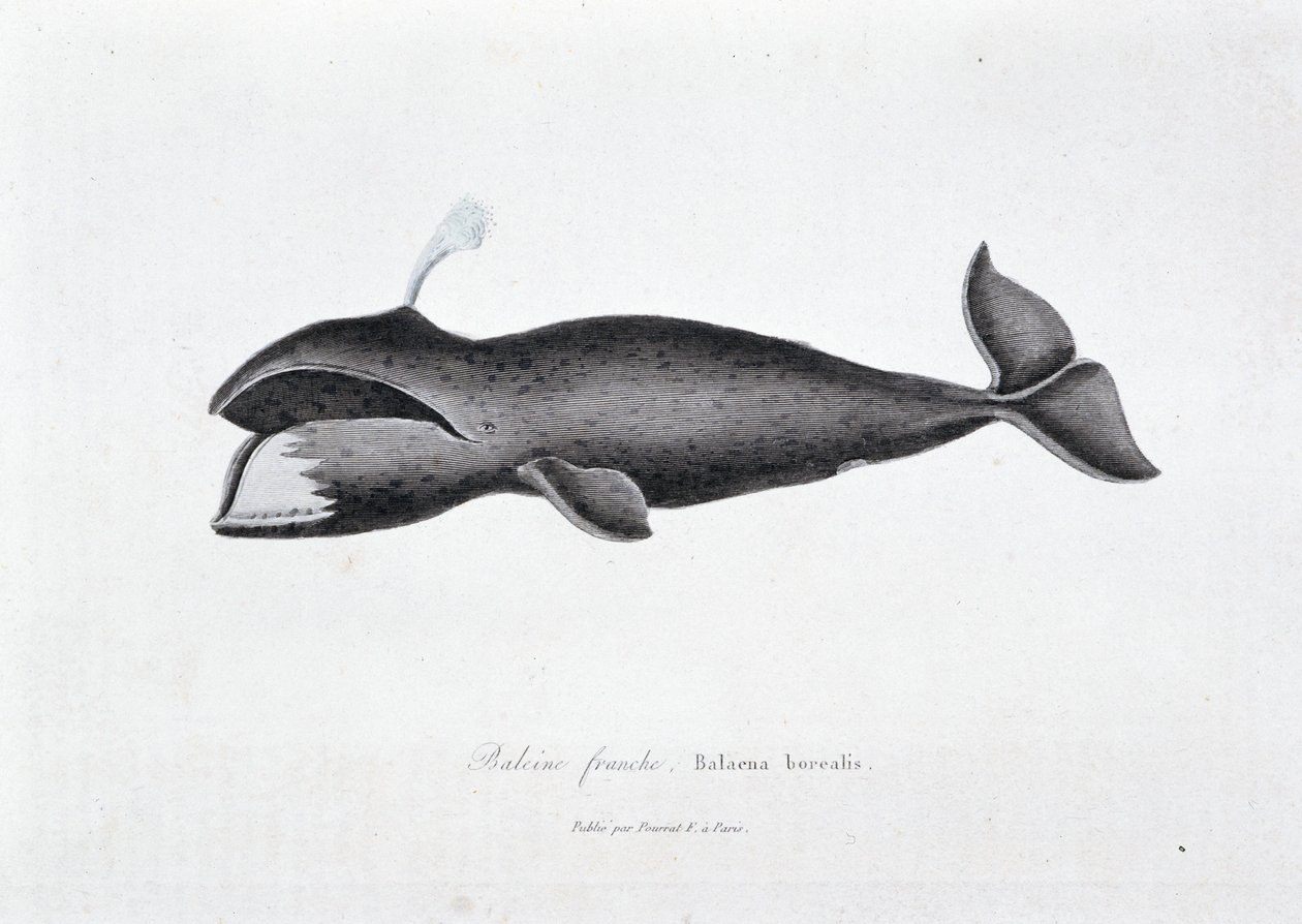 Tablica historii naturalnej: Tablica zoologiczna przedstawiająca prawego wieloryba, Balaena borealis - w „Dziełach Buffona” autorstwa przyrodnika Georgesa Louisa Leclerca, hrabiego Buffon (1707 - 1788). Grawerunek z 1837 roku. autorstwa Georges Louis Leclerc