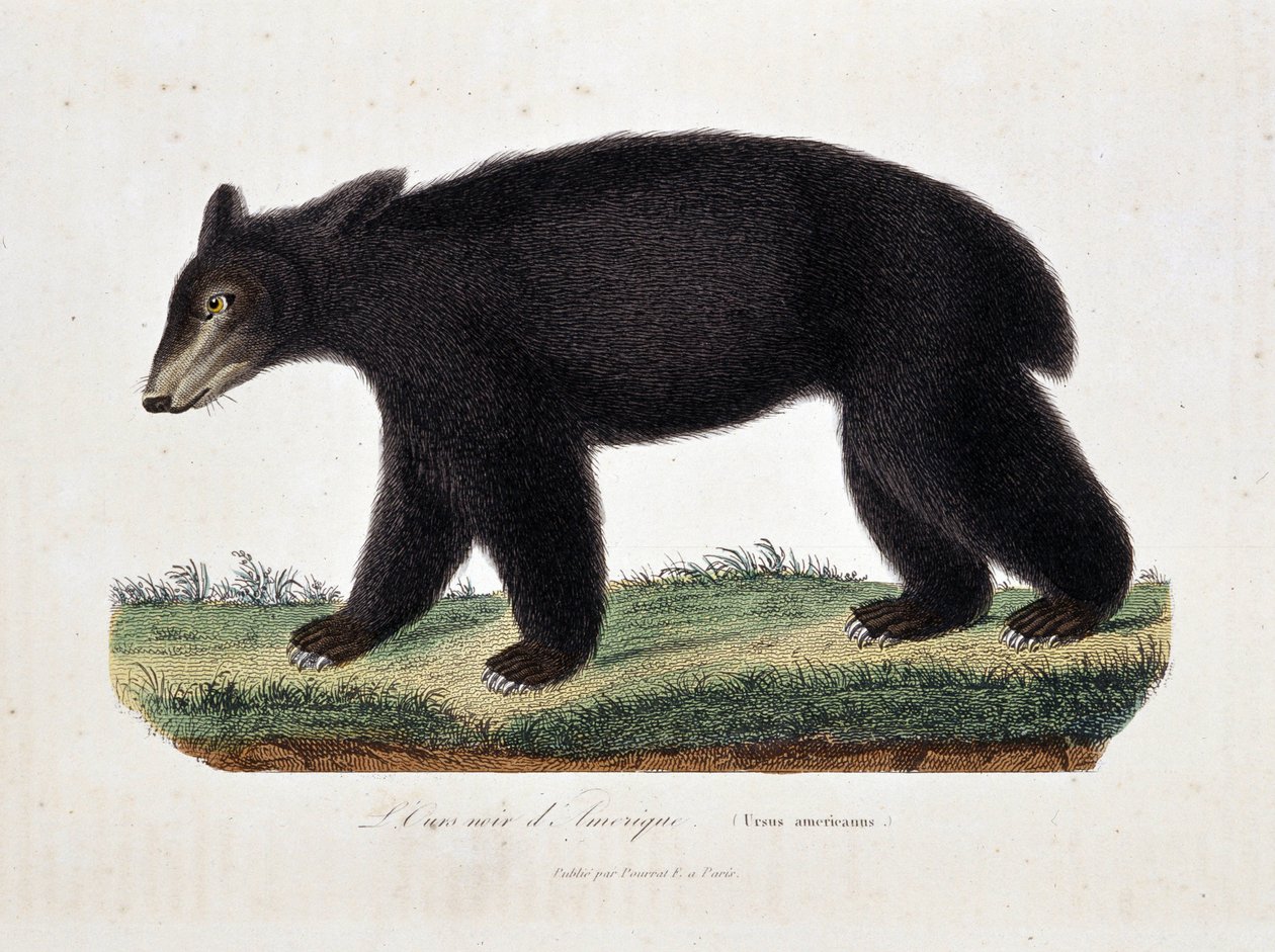 Tablica Historii Naturalnej: Wykres zoologiczny przedstawiający Czarnego Niedźwiedzia Ameryki (Ursus americanus) – w „Dziełach Buffona” autorstwa przyrodnika Georgesa Louisa Leclerca, hrabiego Buffona (1707-1788). Rycina z 1837 roku. autorstwa Georges Louis Leclerc
