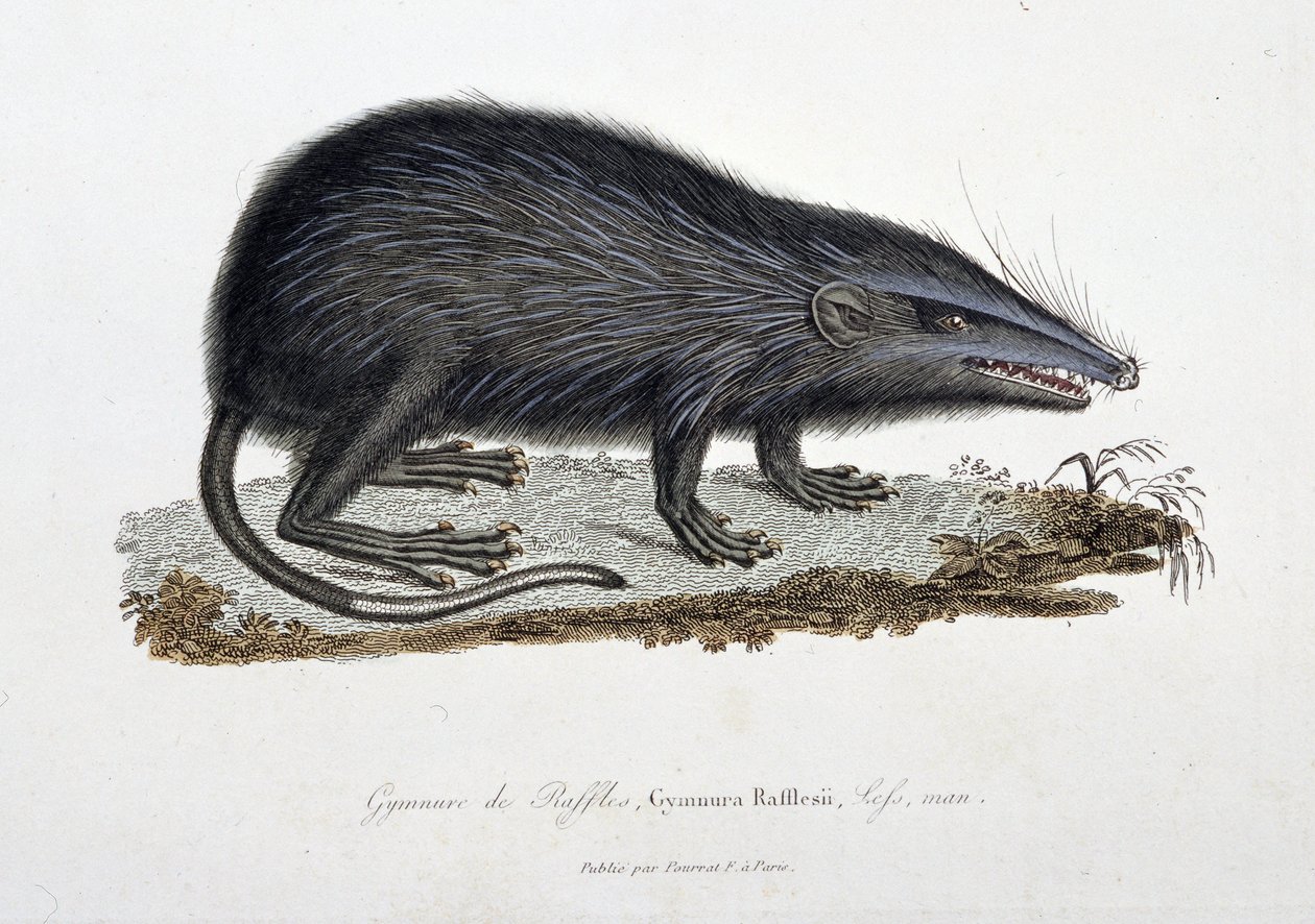Tablica historii naturalnej: Wykres zoologiczny przedstawiający Gymnure of Raffles, Gymnura Rafflesii, Lefs, mężczyzna - w „Complets of Buffon”” autorstwa przyrodnika Georgesa Louisa Leclerca, hrabiego Buffon (1707 - 1788). Rycina z 1837 roku. autorstwa Georges Louis Leclerc