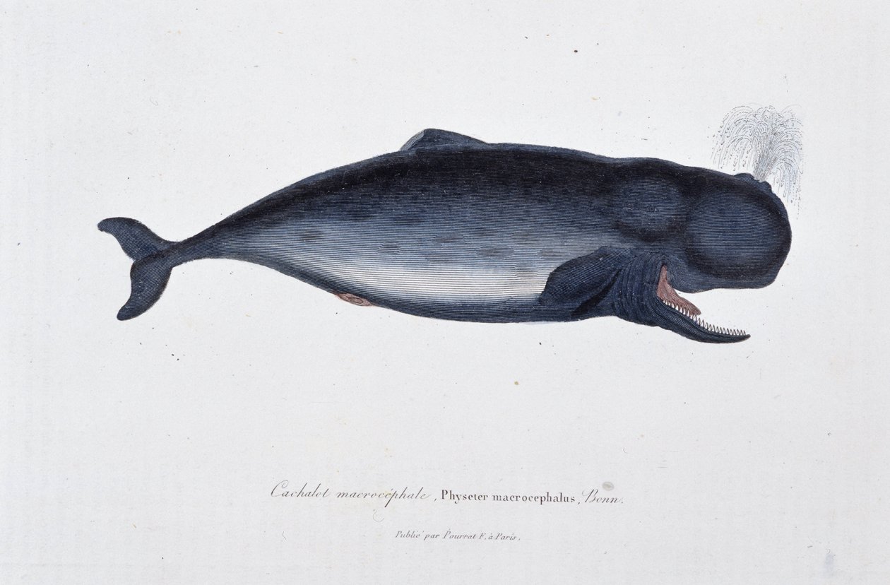 Tablica historii naturalnej: Wykres zoologiczny przedstawiający kaszalot wielogłowy, Physeter macrocephalus, Bonn – w „Pracach Buffona” autorstwa przyrodnika Georgesa Louisa Leclerca, hrabiego Buffon (1707-1788). Grawerunek z 1837 roku. autorstwa Georges Louis Leclerc