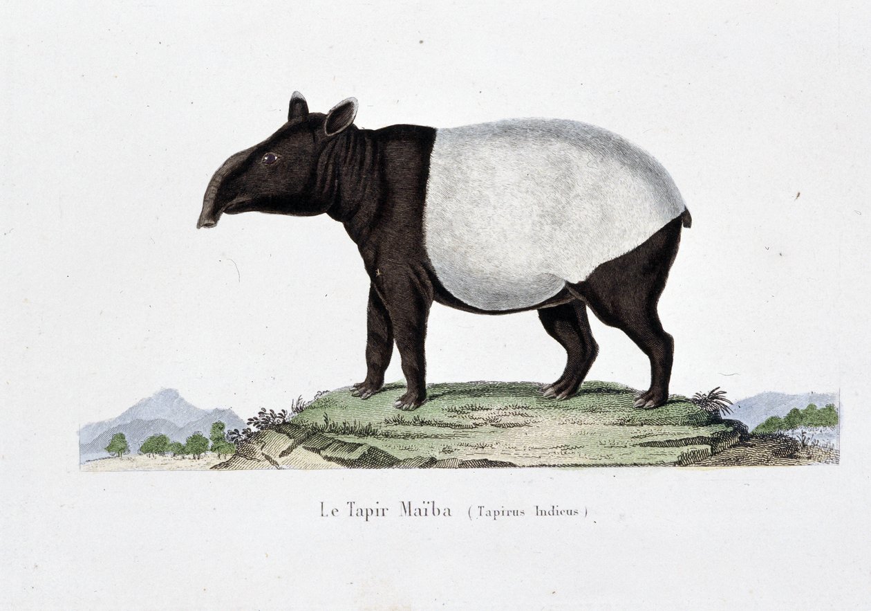 Tablica historii naturalnej: Wykres zoologiczny przedstawiający Le Tapir Maiba (Tapirus Indicus) – w „Dziełach Buffona” autorstwa przyrodnika Georgesa Louisa Leclerca, hrabiego Buffon (1707 - 1788). Rycina z 1837 roku. autorstwa Georges Louis Leclerc
