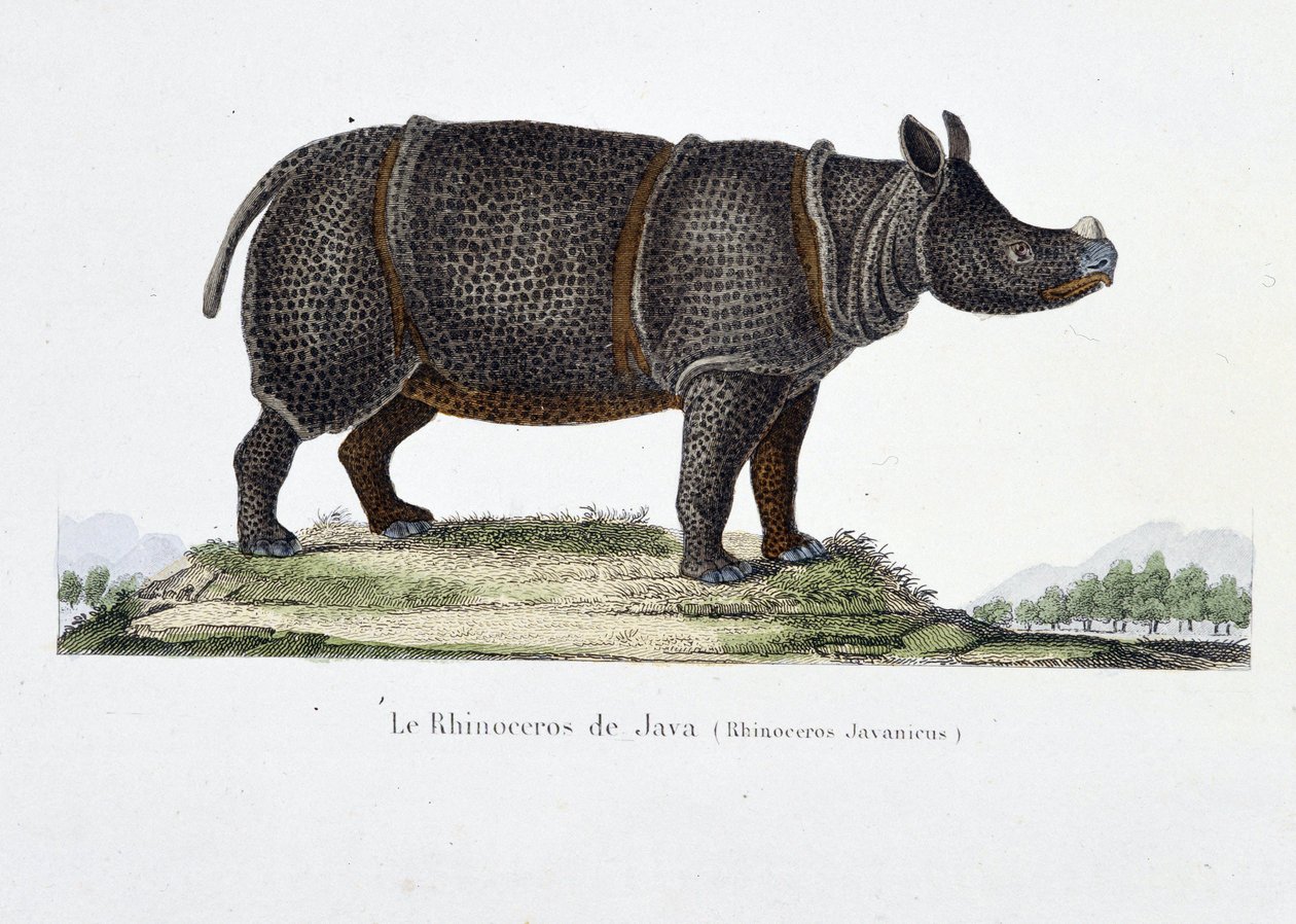 Tablica historii naturalnej: Wykres zoologiczny przedstawiający nosorożca jawajskiego (Rhinoceros Javanicus) – w „” Completely Works of Buffon”” autorstwa przyrodnika Georgesa Louisa Leclerca, hrabiego Buffon (1707 - 1788). Rycina z 1837 roku. autorstwa Georges Louis Leclerc