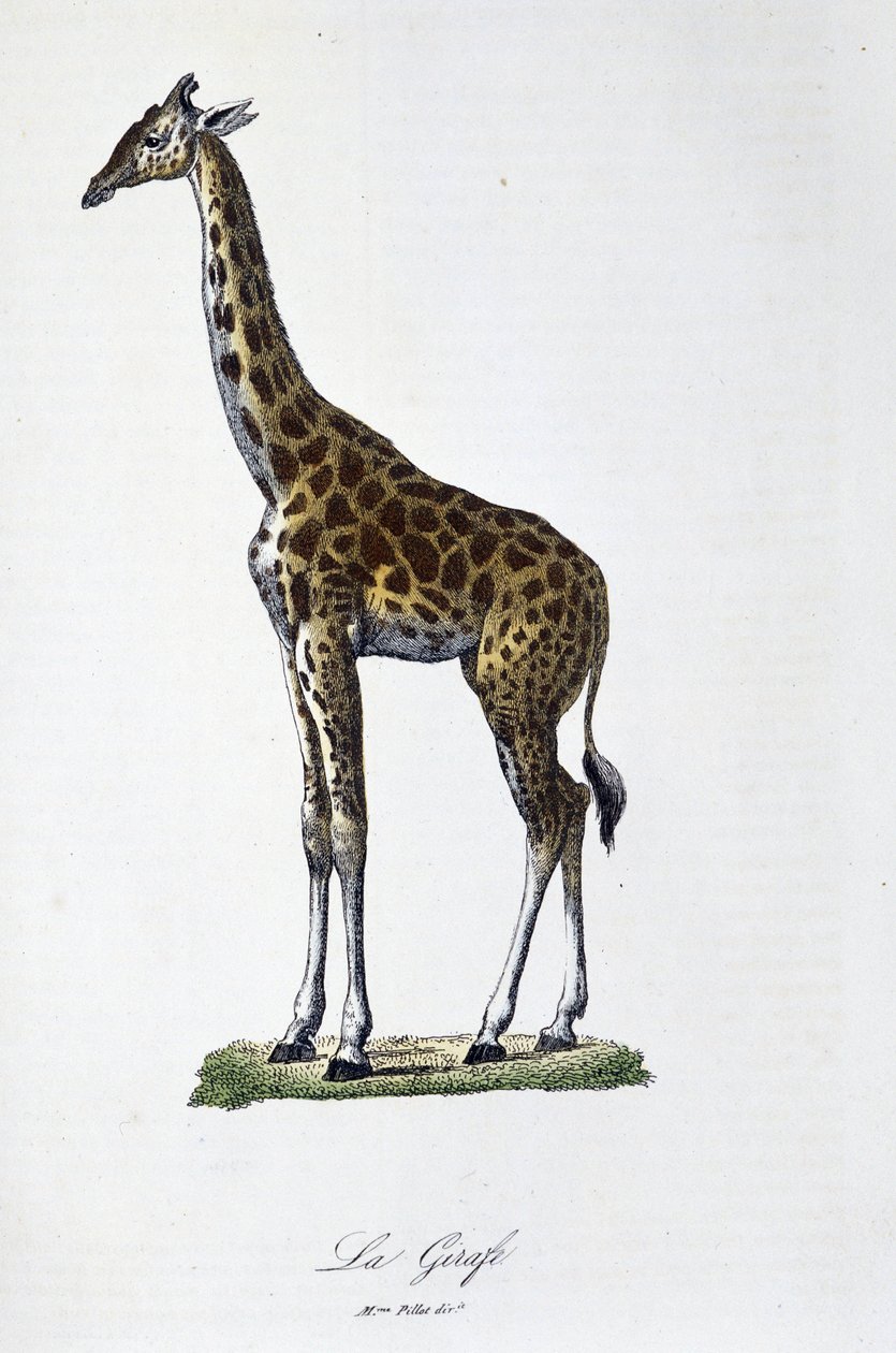 Tabliczka z historią naturalną: Wykres zoologiczny przedstawiający żyrafę – w „„ Completes of Buffon”” autorstwa przyrodnika Georgesa Louisa Leclerca, hrabiego Buffon (1707 - 1788). Rycina z 1837 roku. autorstwa Georges Louis Leclerc
