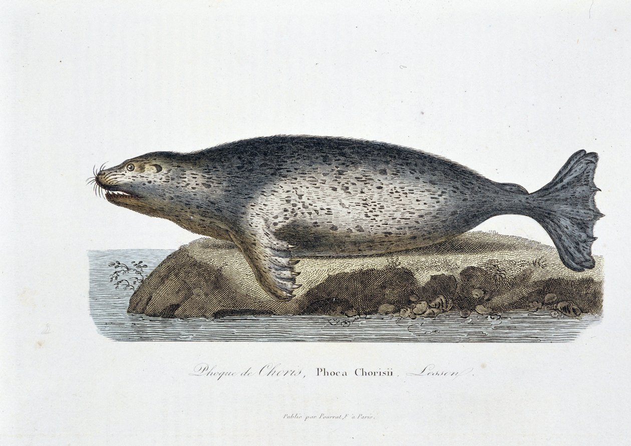 Tablica historii naturalnej: Tablica zoologiczna przedstawiająca pieczęć Choris, Phoca Chorisii, Lekcja - w „Dziełach Buffona” autorstwa przyrodnika Georgesa Louisa Leclerca, hrabiego Buffon (1707 - 1788). Grawerunek z 1837 roku. autorstwa Georges Louis Leclerc