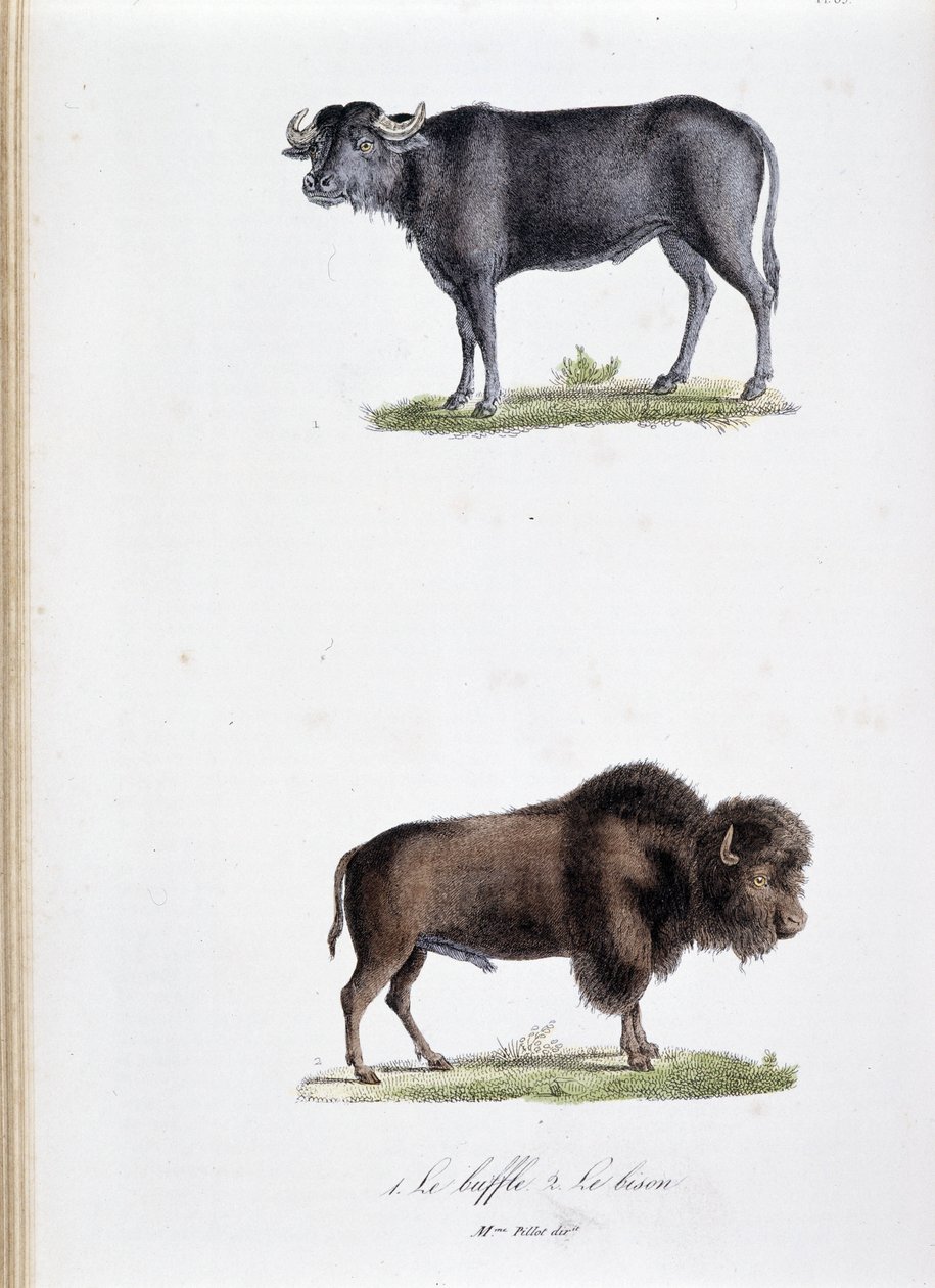Tablica historii naturalnej: Tablica zoologiczna przedstawiająca 1. Bawoły i dwa. Le bison - w „Dziełach kompletnych Buffona”” autorstwa przyrodnika Georgesa Louisa Leclerca, hrabiego Buffon (1707 - 1788). Grawerunek z 1837 roku. autorstwa Georges Louis Leclerc