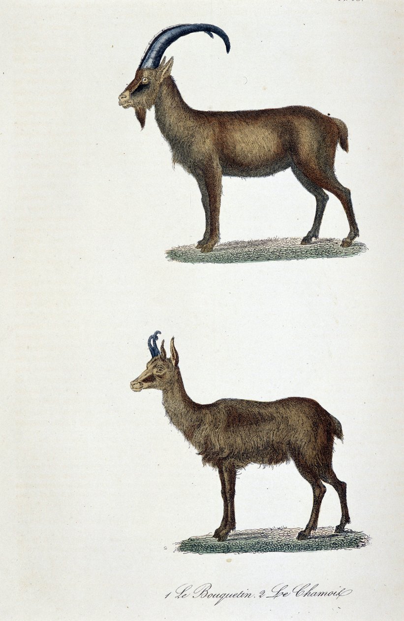 Plansza historii naturalnej: Plansza zoologiczna przedstawiająca 1. Koziorożec i 2. Kozicę - w „” Completes de Buffon”” autorstwa przyrodnika Georgesa Louisa Leclerca, hrabiego Buffon (1707 - 1788). Grawerunek z 1837 roku. autorstwa Georges Louis Leclerc