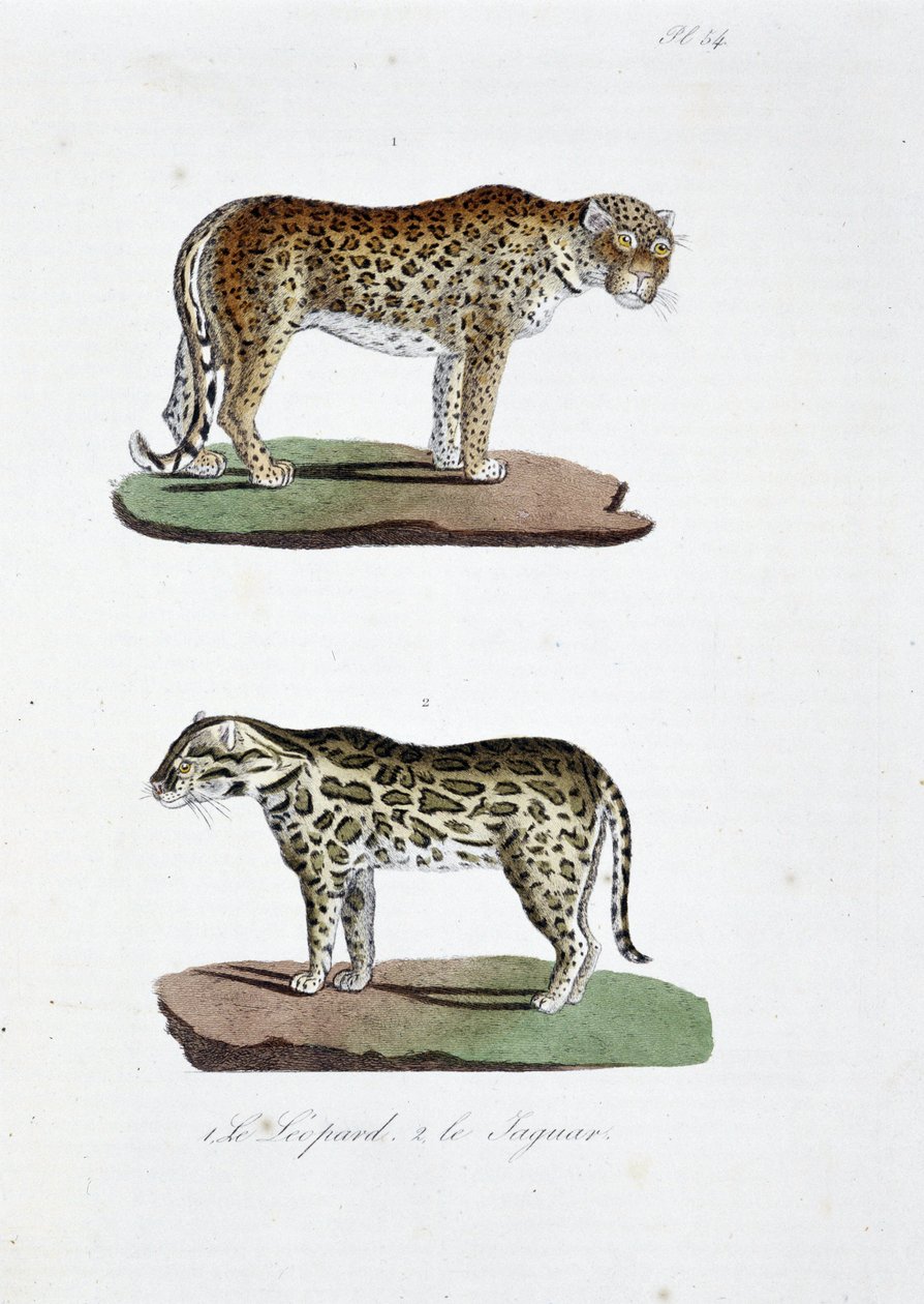 Tablica historii naturalnej: Tablica zoologiczna przedstawiająca 1. Lamparta i 2. Le Jaguara – w „Dziełach wszystkich Buffona” autorstwa przyrodnika Georgesa Louisa Leclerca, hrabiego Buffona (1707 - 1788). Rycina z 1837 roku. autorstwa Georges Louis Leclerc