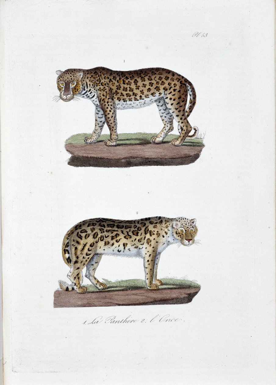 Tablica historii naturalnej: Tablica zoologiczna przedstawiająca 1. Panghere i 2. L