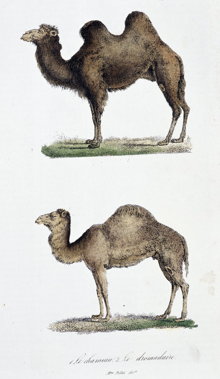 Plansza historii naturalnej: Plansza zoologiczna przedstawiająca 1. Wielbłąd i dwa. Le dromedaire - w „Dziełach kompletnych Buffona”” autorstwa przyrodnika Georgesa Louisa Leclerca, hrabiego Buffon (1707 - 1788). Grawerunek z 1837 roku. autorstwa Georges Louis Leclerc