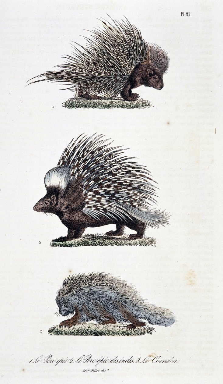 Tablica historii naturalnej: Tablica zoologiczna przedstawiająca 1. Epicką Wieprzowinę, 2. Epicką Wieprzowinę i 3. Le Coendou - w „” Complete Works of Buffon”” autorstwa przyrodnika Georgesa Louisa Leclerca, hrabiego Buffon (1707 - 1788). Rycina z 1837 rok autorstwa Georges Louis Leclerc