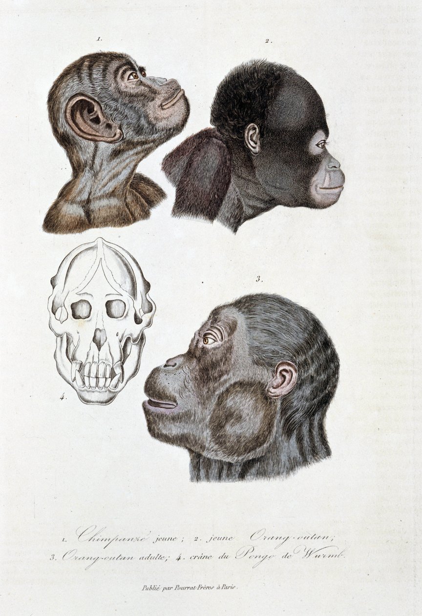 Tablica przyrodnicza: Tablica zoologiczna przedstawiająca 1. Młodego szympansa; 2. młody orang outan (orangutan, orang outang, orangutang); 3. Orang outan dorosły; 4. Crane du Pongo de Wurmb – w „„ Complete Works of Buffon”” autorstwa przyrodnika Georgesa  autorstwa Georges Louis Leclerc