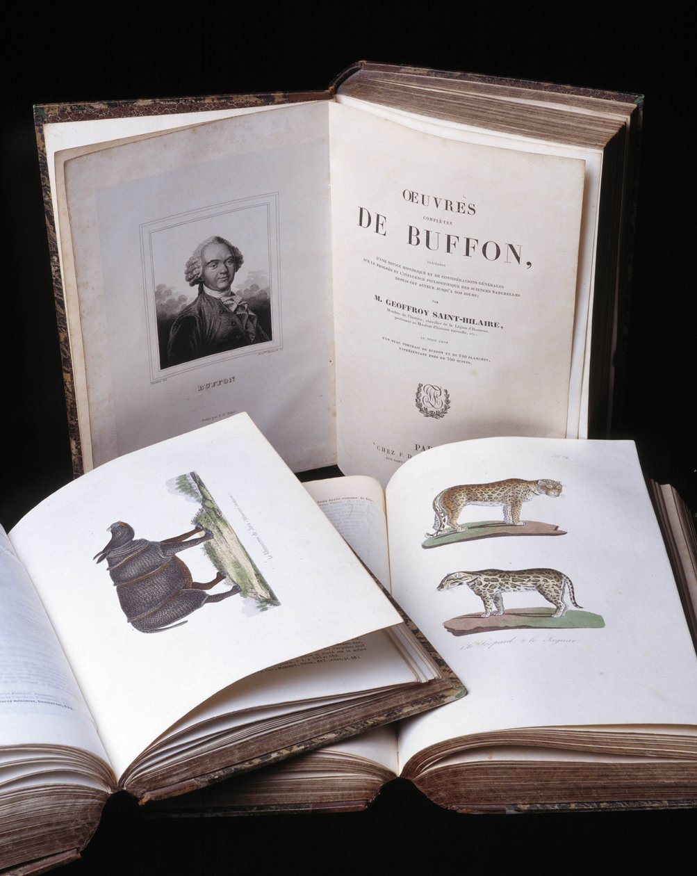 Martwa natura z „Pełnych dzieł Buffona” autorstwa przyrodnika Georgesa Louisa Leclerca, hrabiego Buffon (1707 - 1788). Rycina z 1837 roku. autorstwa Georges Louis Leclerc