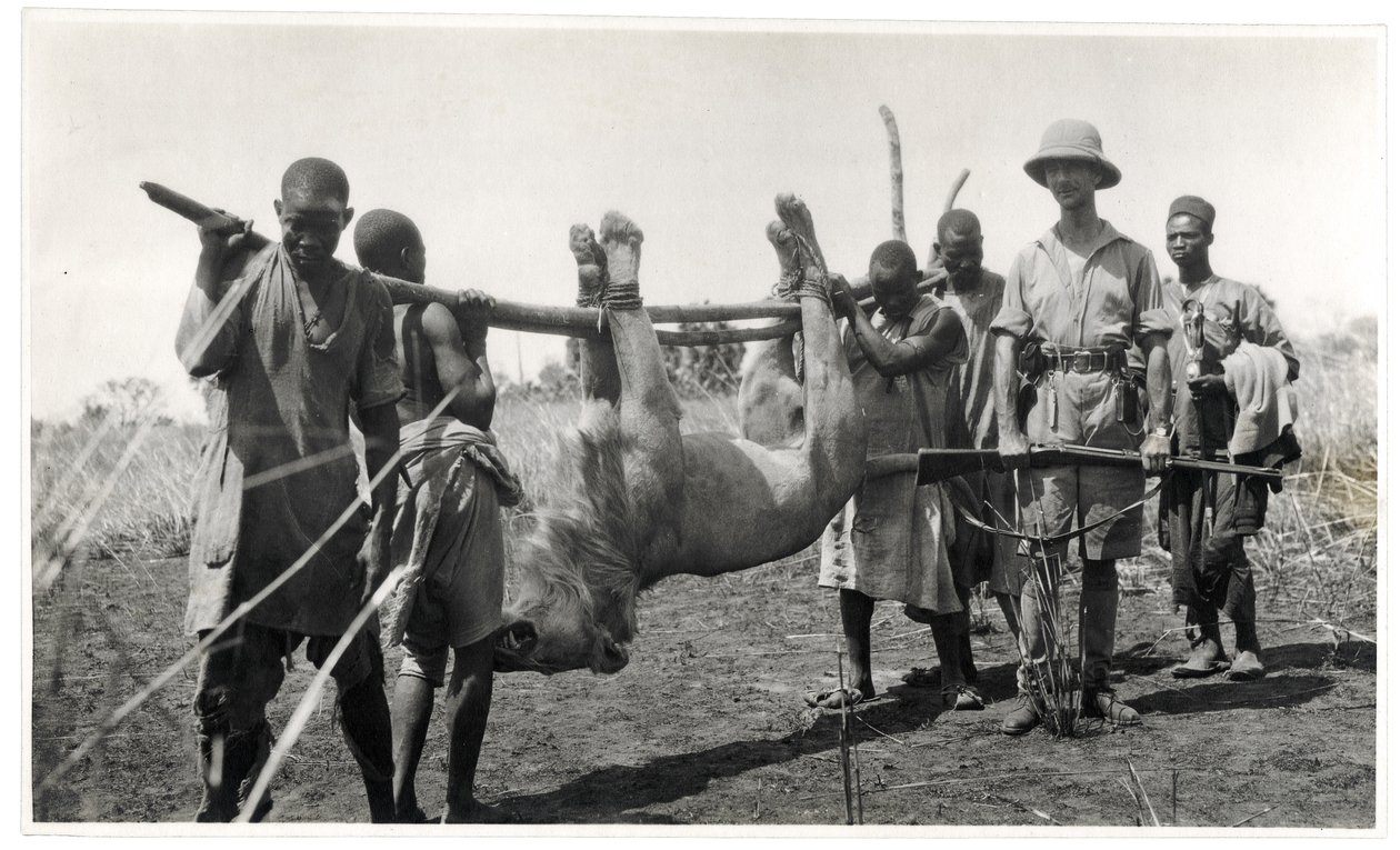 Lew w Bahr el Ghazal, Am Dafok, 1925 (odbitka żelatynowo-srebrowa) autorstwa Georges Marie Haardt