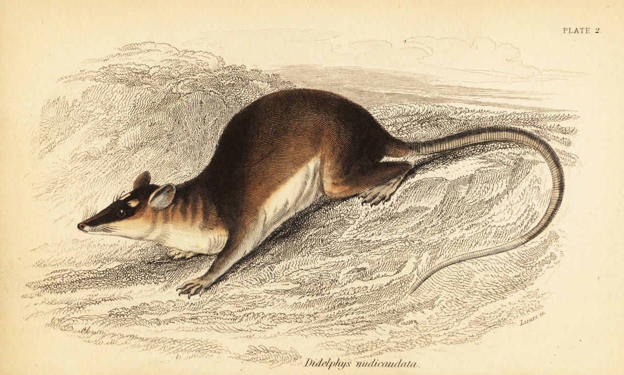 Brązowy czterooki opos , Metachirus nudicaudatus. ,1841 (grawerowanie) autorstwa Georges Robert Waterhouse
