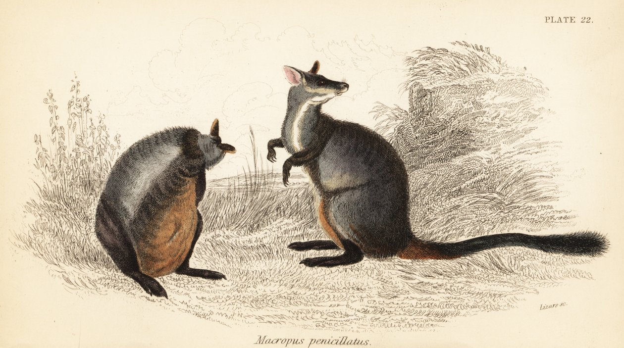 Wallaby pędzelkowaty, Petrogale penicillata. ,1841 (grawerowanie) autorstwa Georges Robert Waterhouse
