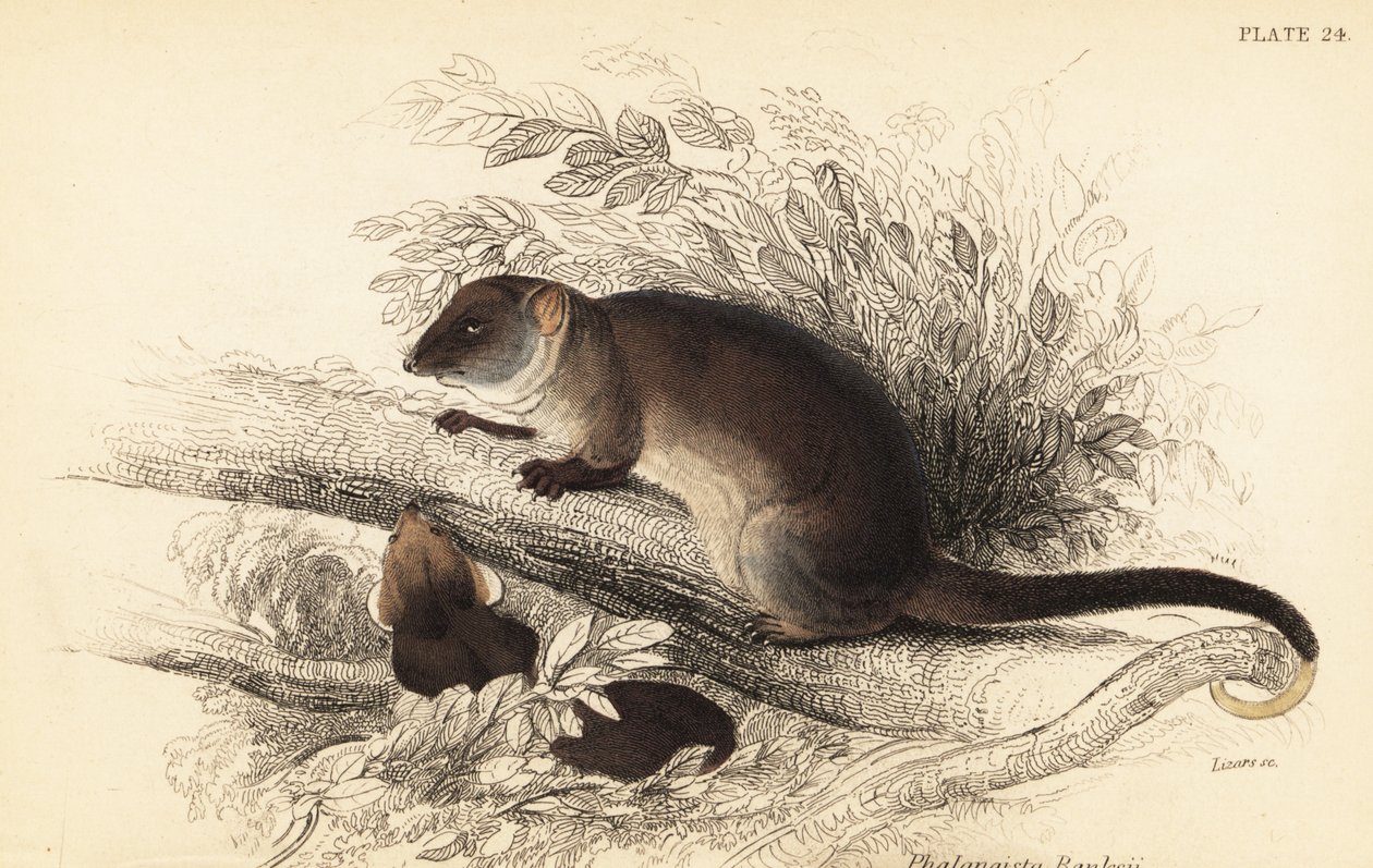Widzę dzwonek pospolity, Pseudocheirus peregrinus. ,1841 (grawerowanie) autorstwa Georges Robert Waterhouse