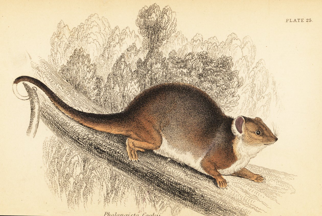 Widzę dzwonek pospolity, Pseudocheirus peregrinus. ,1841 (grawerowanie) autorstwa Georges Robert Waterhouse