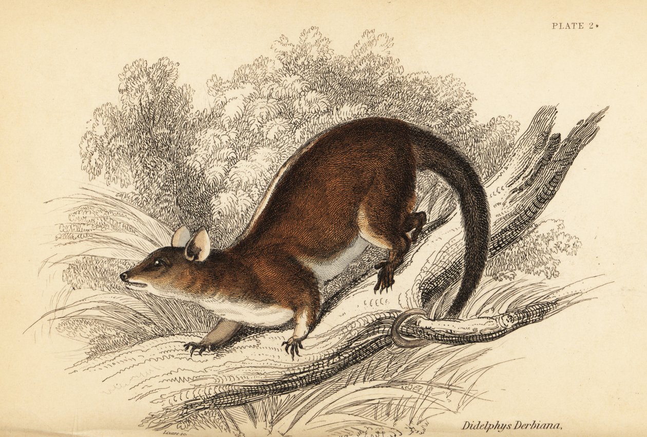 Opos włochaty Derby, Caluromys derbianus. ,1841 (grawerowanie) autorstwa Georges Robert Waterhouse